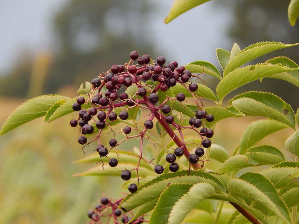 Embrace Autumn’s Bounty: 3 Essential Natural Supplements for Your Wellness