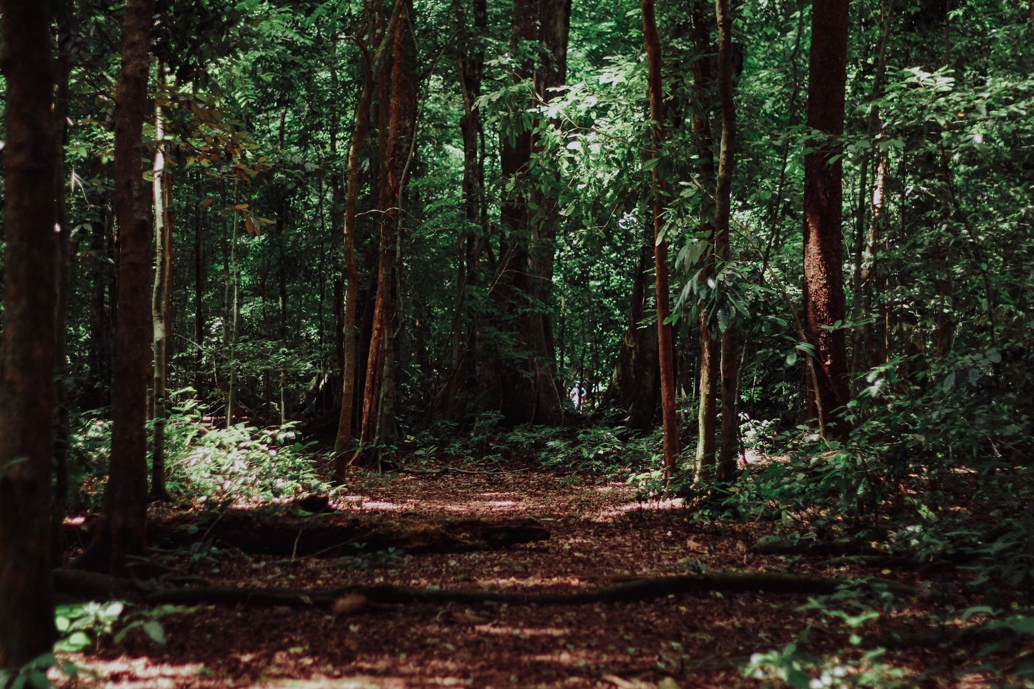 On the importance of getting back to our roots in nature